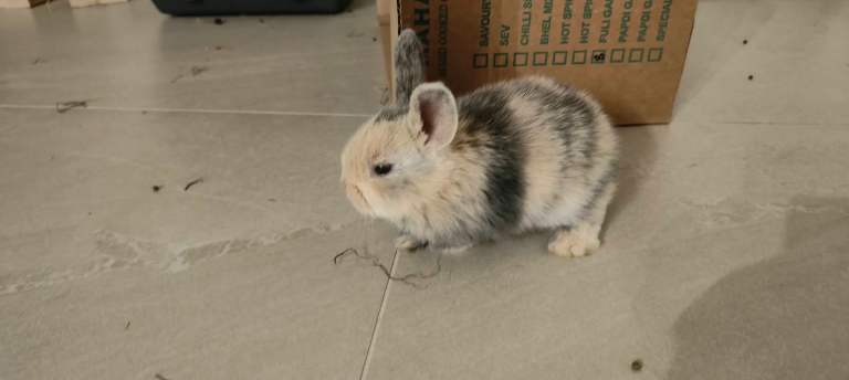 Gorgeous Baby Rabbits Looking for a Lovely Home | in Milton Keynes ...