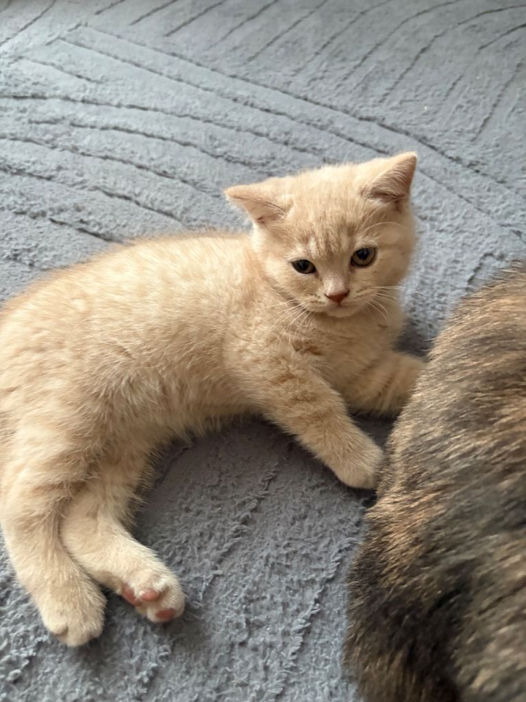 British Shorthair kittens – vax & microchip included