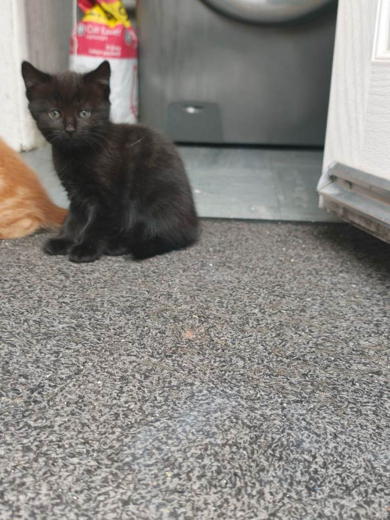 Kitten