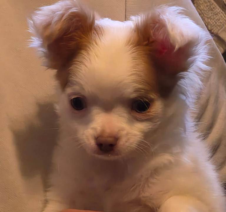 Toy Chihauhaus,1 girl left,ready now