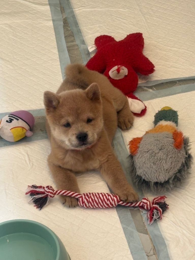 Chow pups ready now !! 