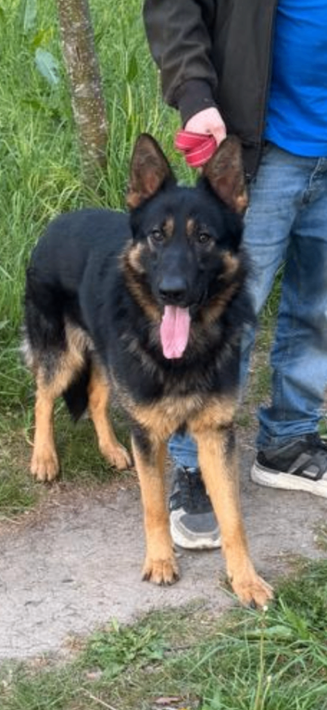 Male German shepherd in north london 