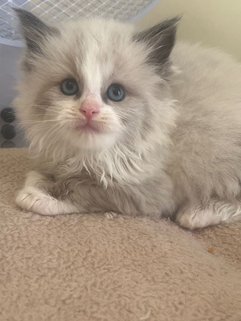 Beautiful Ragdoll Kittens – £850 – 2 Girls & 1 Boy Available