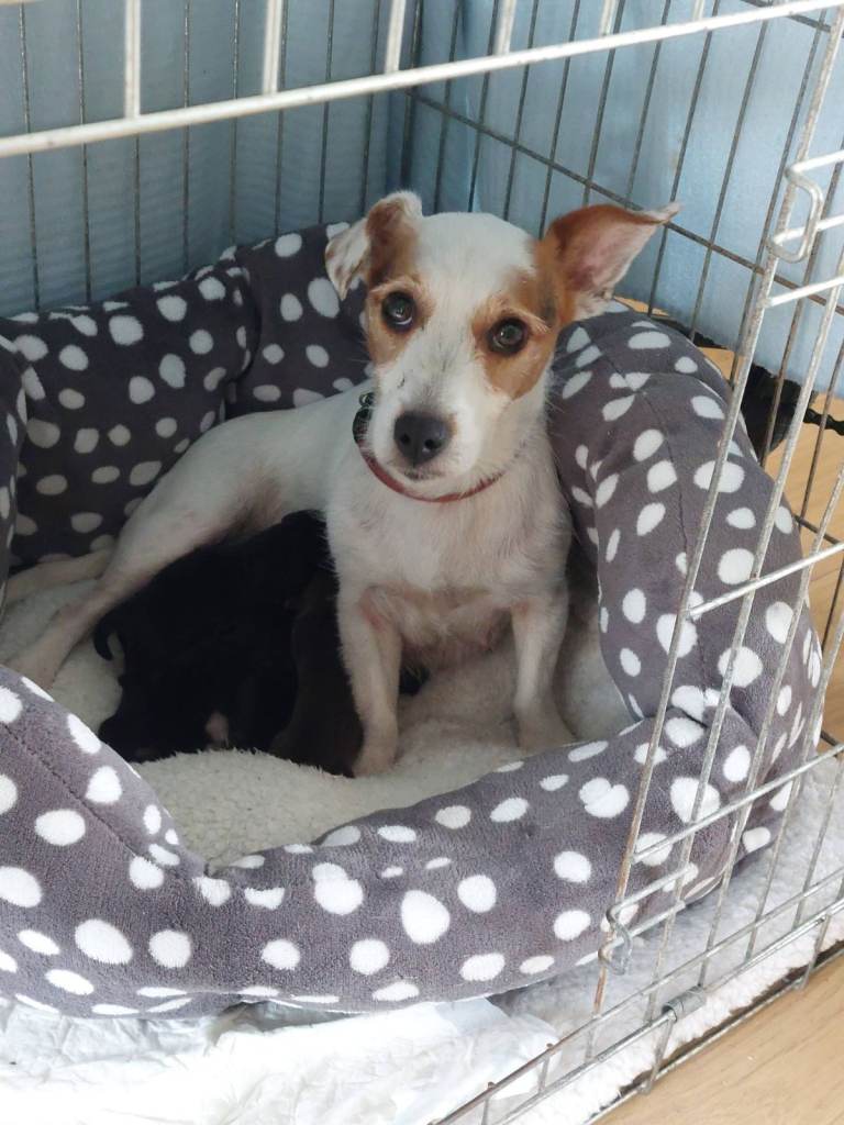Beautiful JRT pups for sale