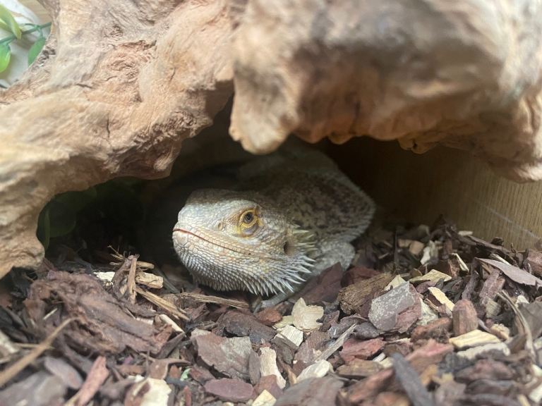 Male Bearded Dragon With Set Up 