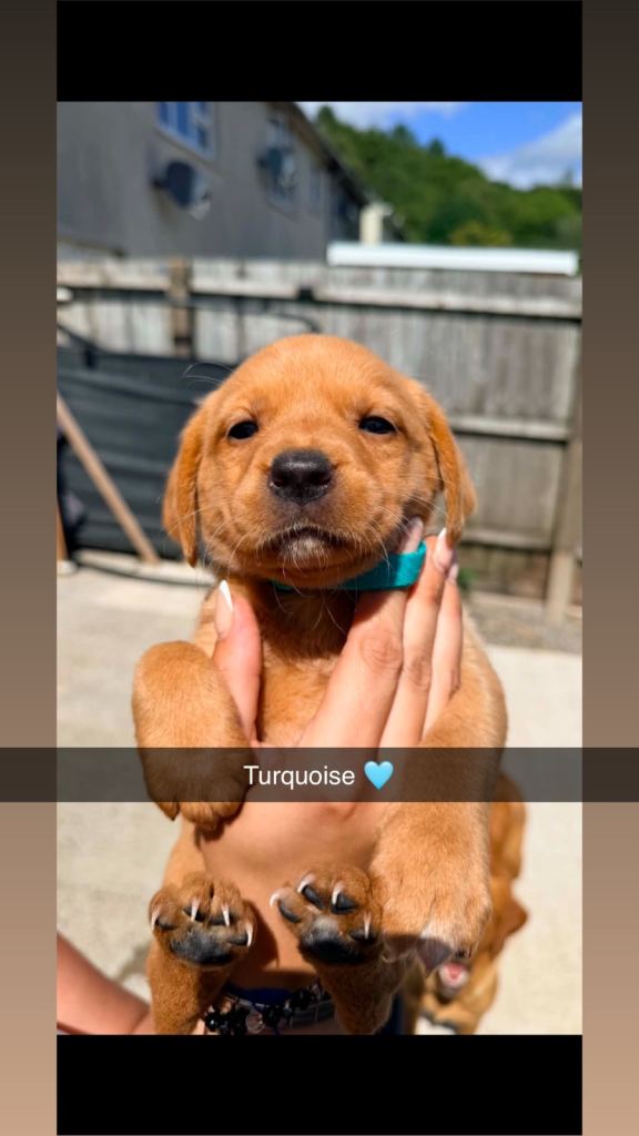 Labrador pups ready to leave 