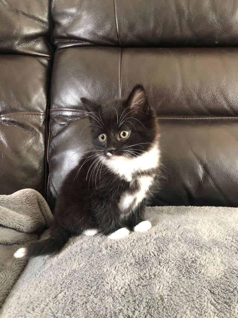 Beautiful Mixed Male Kitten