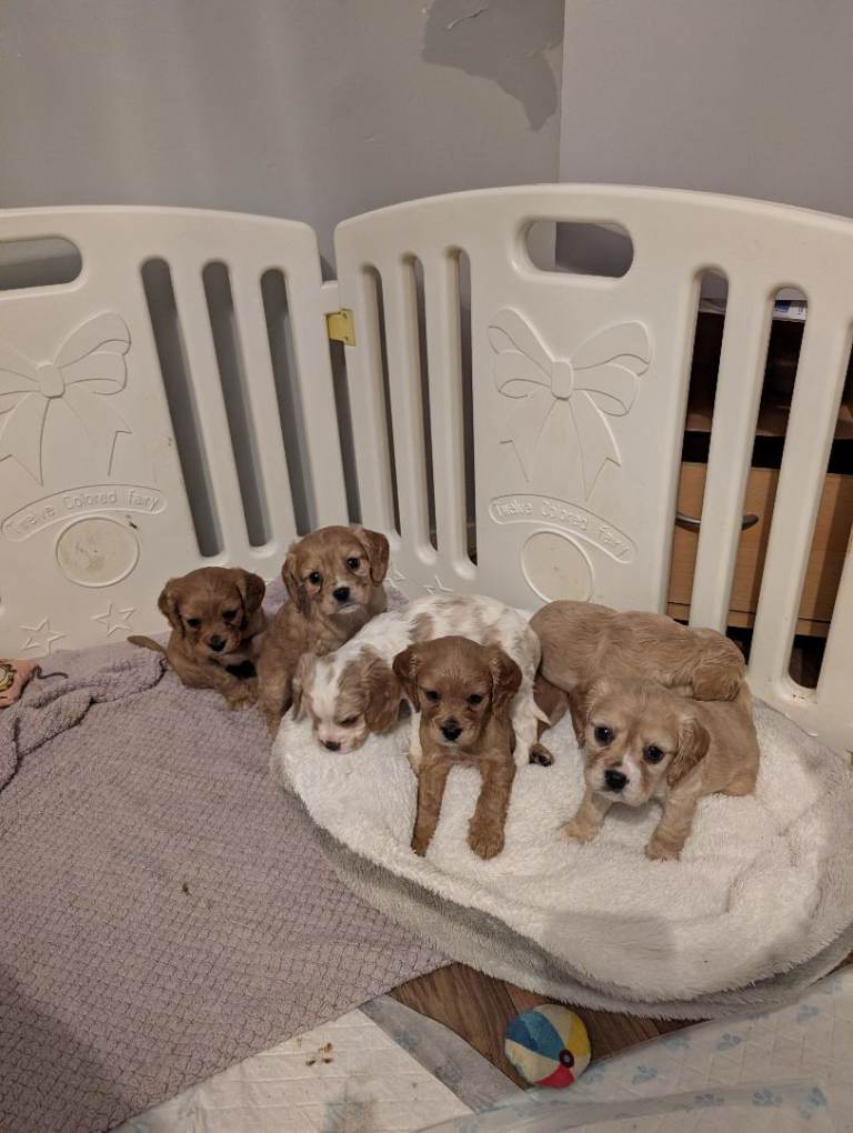 Cockalier Puppys 