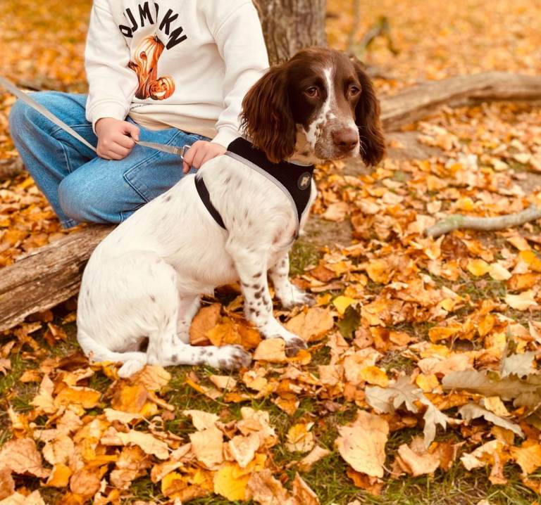 💖 Beautiful 8- 9 Month-Old Puppy Looking for a Loving Home 💖