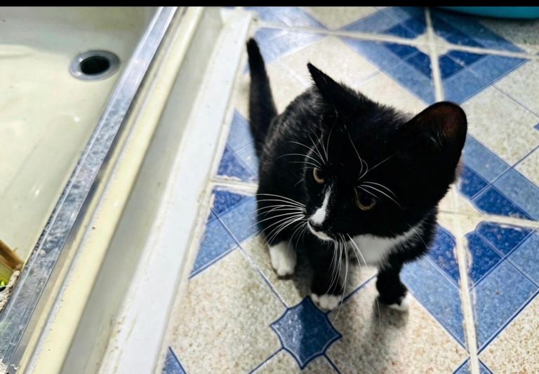 4 months old  Lovely little black and white kitten looking for a new family.