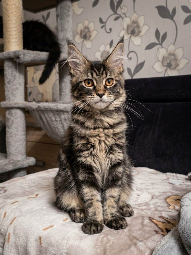    Only three are left. TICA Registered Maine Coon kittens 