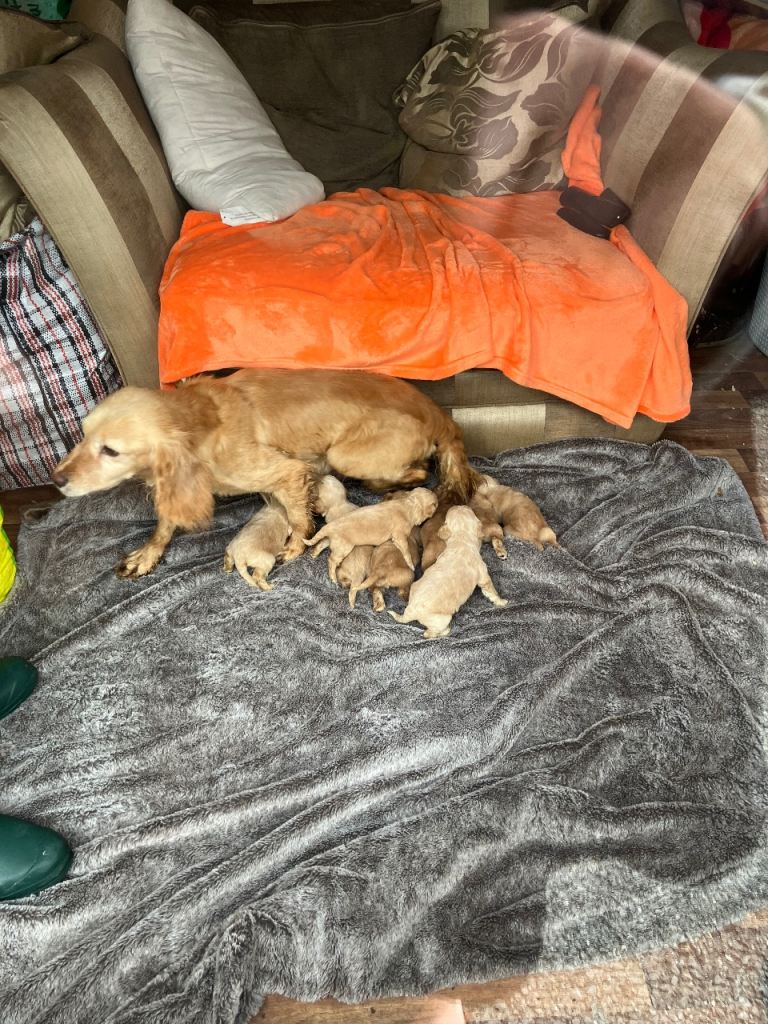  Cocker Spaniel puppies 4 Boys & 4 girls all shades of gold in colour 