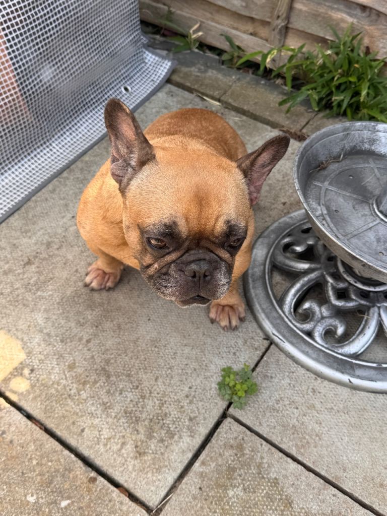 KC Reg French Bulldog