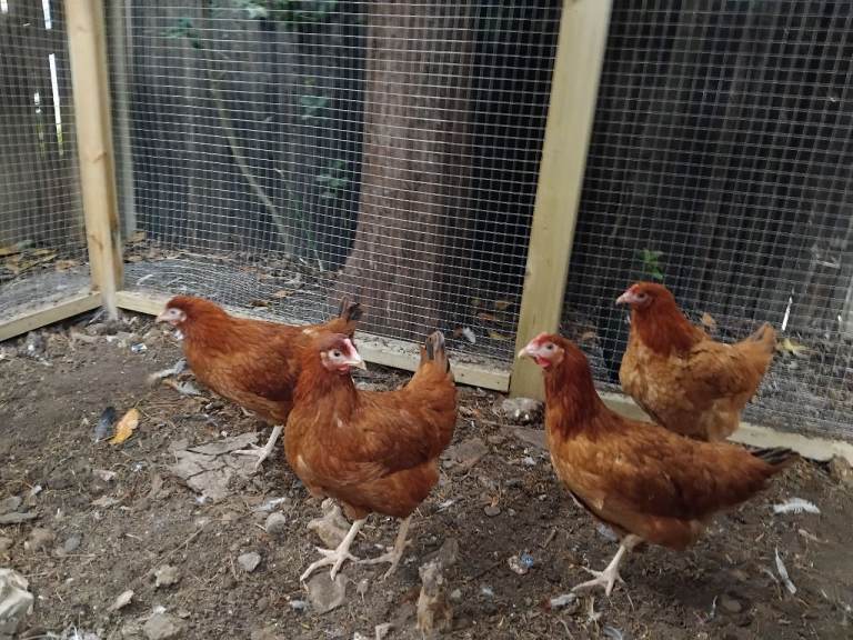 Point of Lay Chickens/Hens for sale