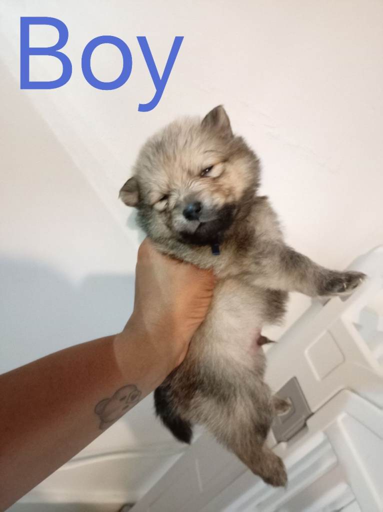 3/4 Pomeranian 1/4 German Spitz