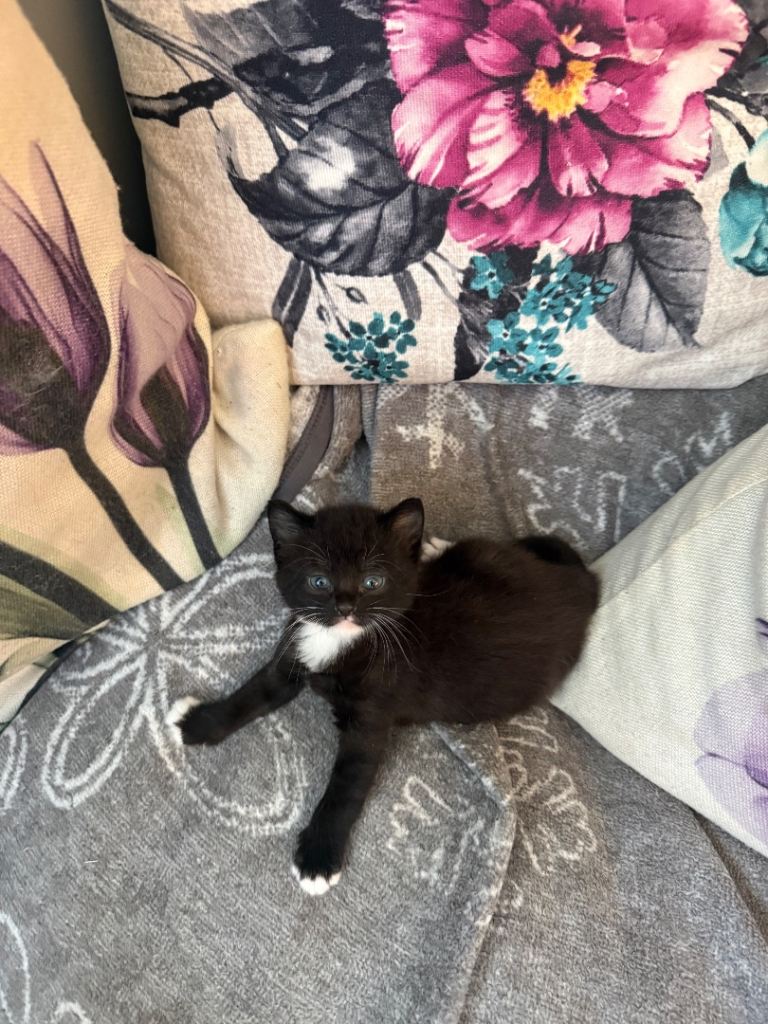 Kittens