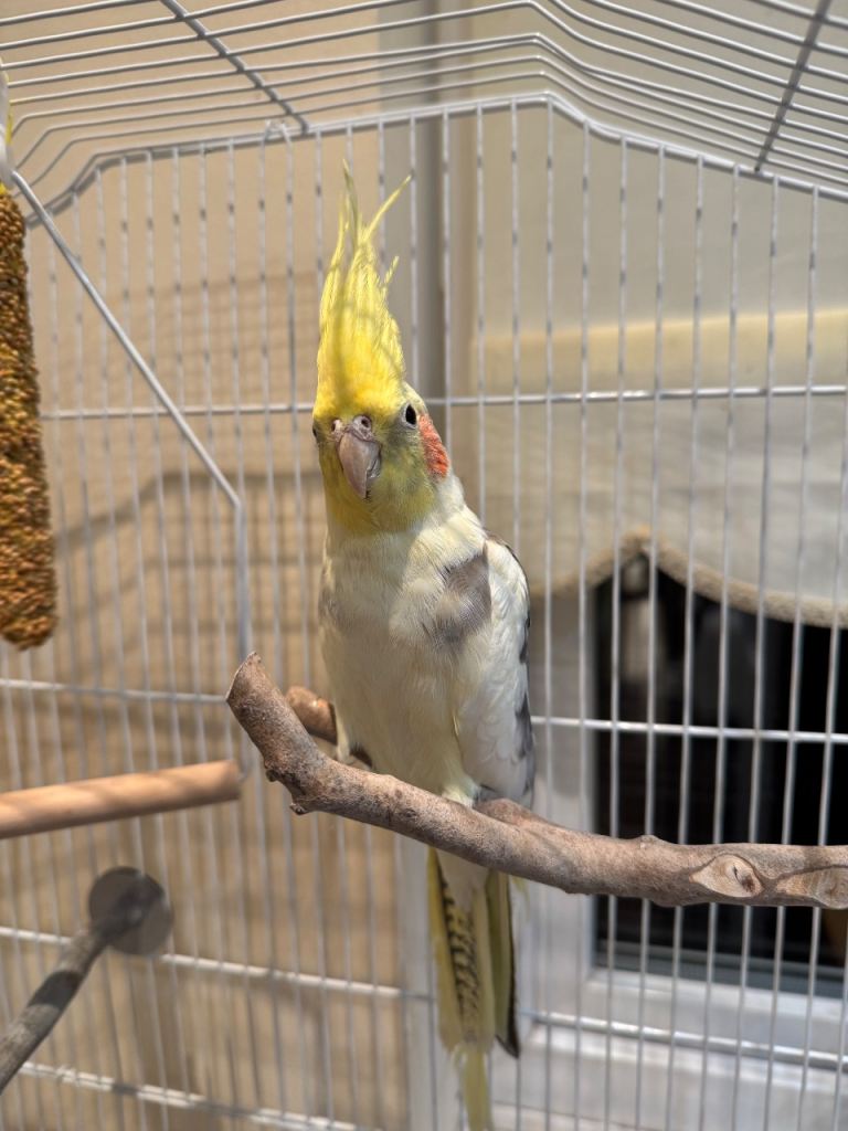 Male cockatiel for sale
