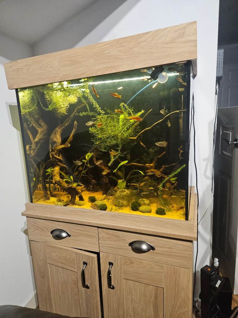 Fluval 170l Aquarium/AILED/Cabinet from Maidenhead Aquatics, Fish, Fluval CanFilter,1YearSupplyFood