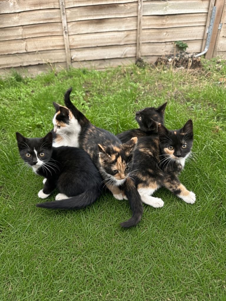 Kittens for sale 