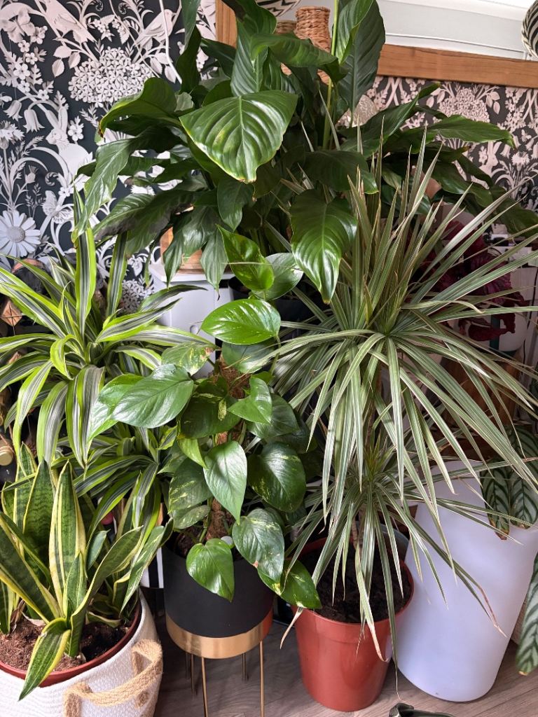 house plants 