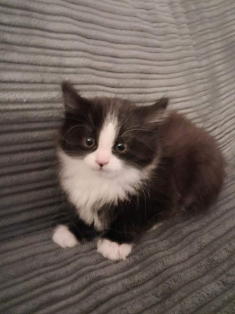 Black and white kitten for sale 