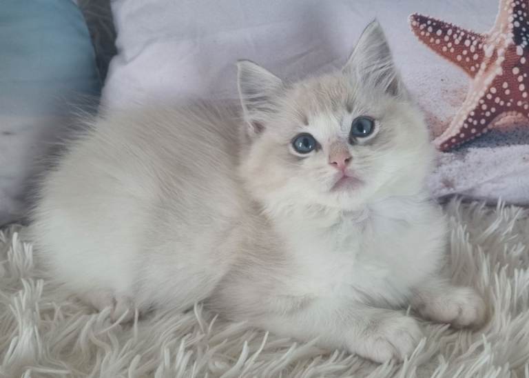 💕Cute Tica registered ragdolls kittens💕 