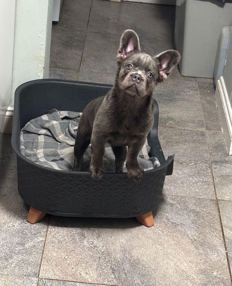 Ready Now Fluffy French Bulldogs Merle Fluffie lilac testable 