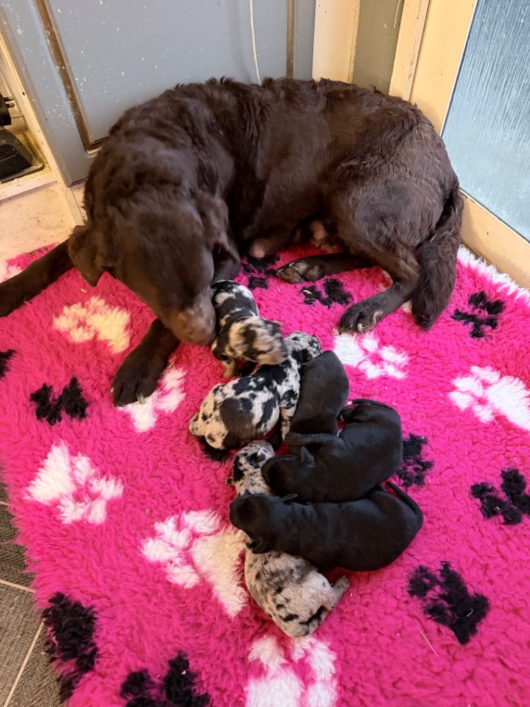 Labrador puppies