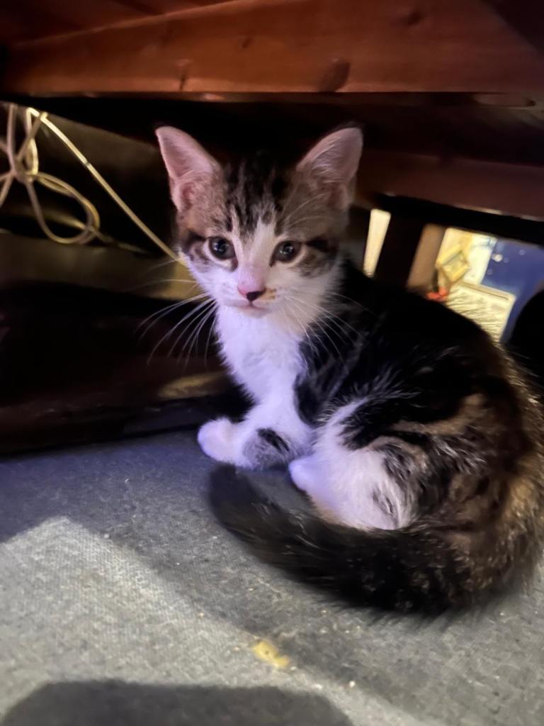 Gorgeous kittens looking for new home 