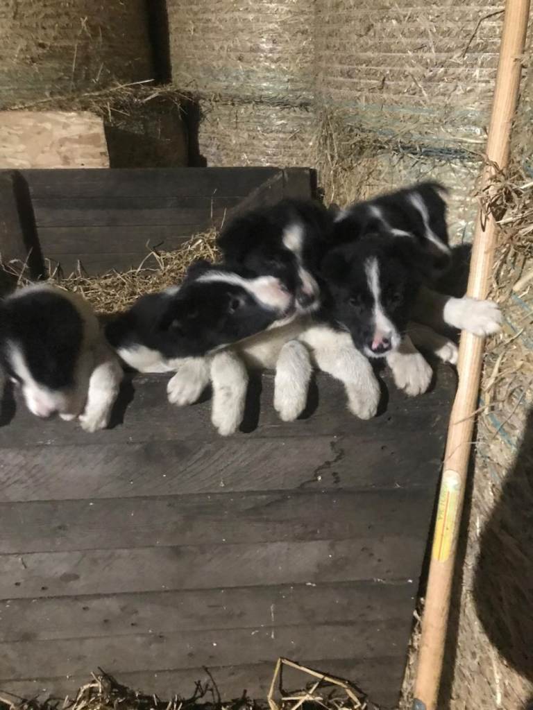 Collie pups ready now.  