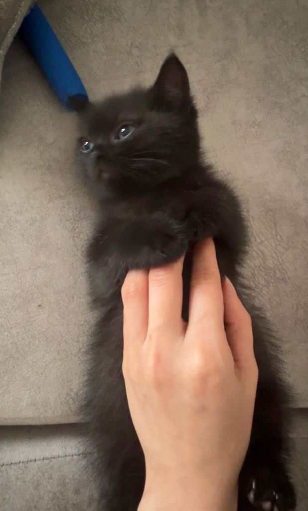 Male British short hair kitten black and blue eyes 