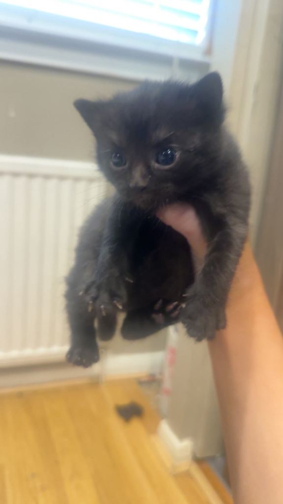 Beautiful kittens for sale