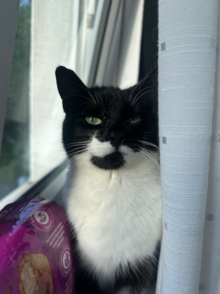 Female Tuxedo kitten 