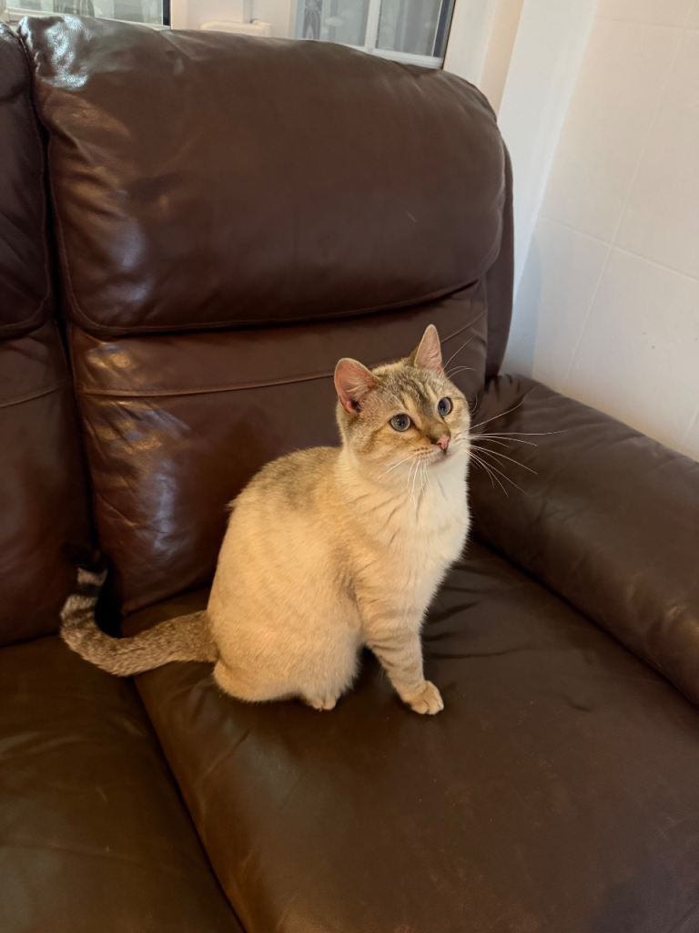 Male Bengal Cat- 16 months old- fully vaccinated 