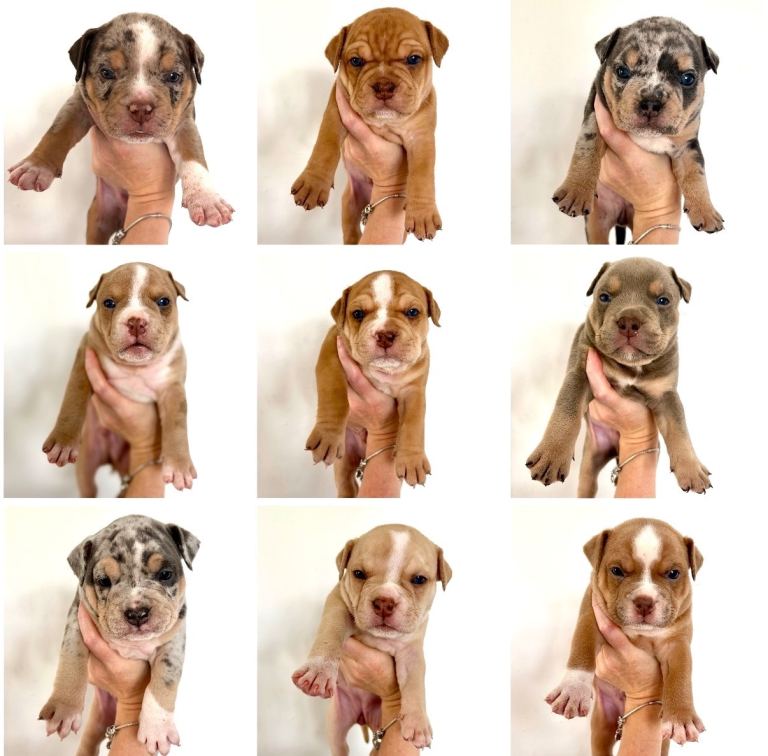 Exotic bully puppies - ready in 2 weeks