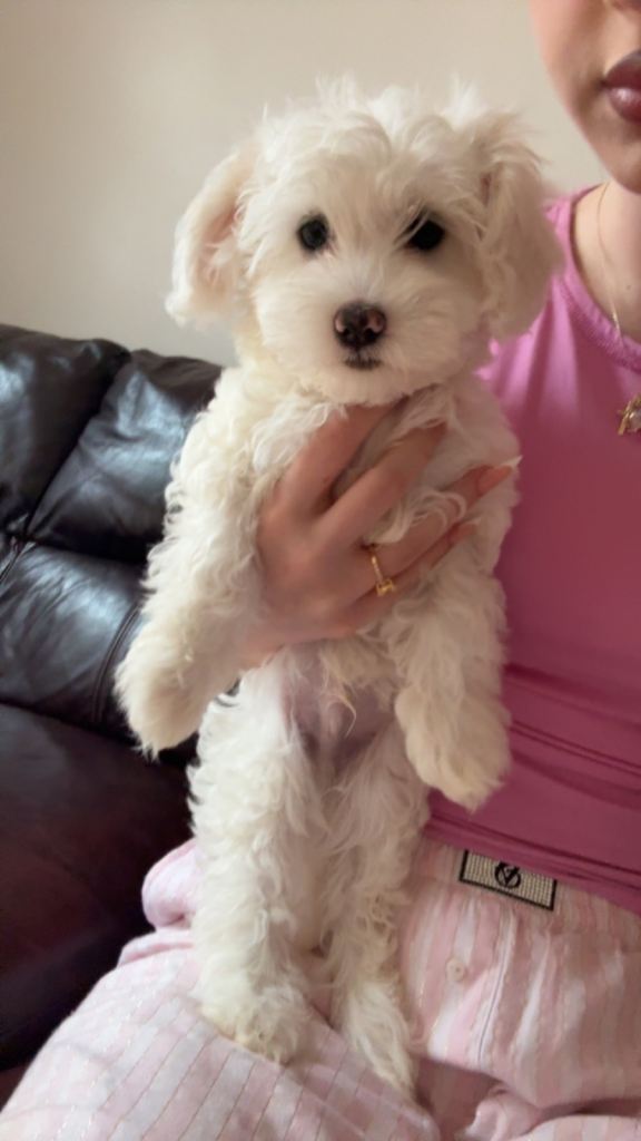 Bichon puppies