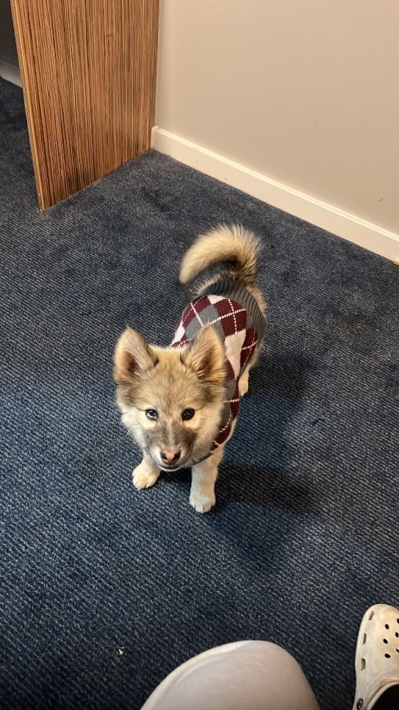 F2 Pomsky puppy