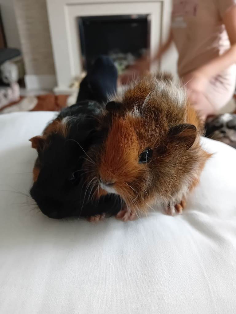 Guinea pigs