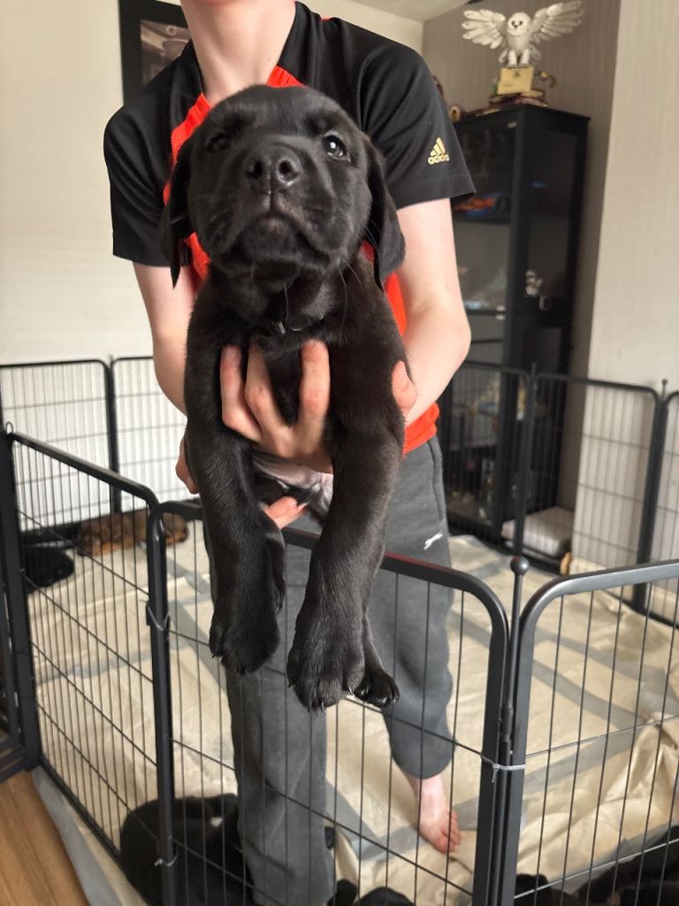  All SOLD litter of 13 mixed Breed