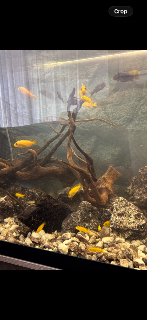 Electric Yellow Lab Cichlids - Healthy  Fish
