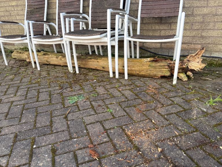 Tree Trunk and Assorted Fire Wood 