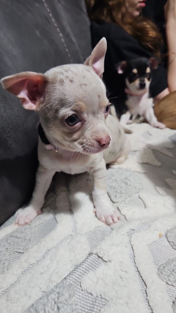Chihuahua puppies for sale 