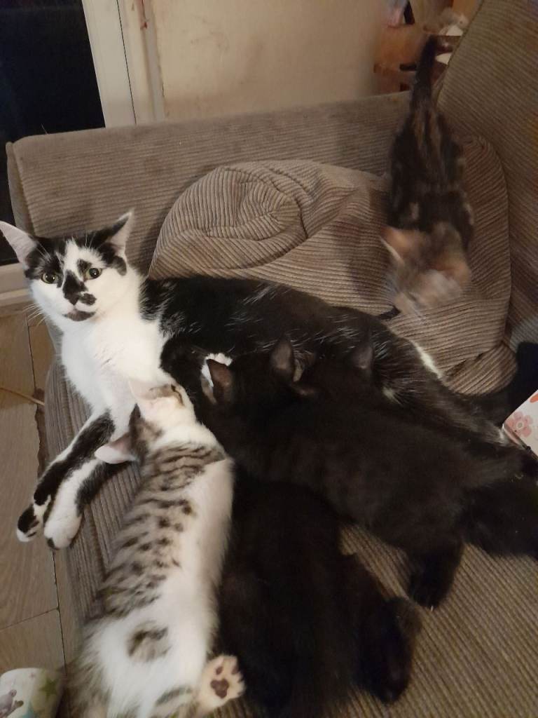 5 beautiful kittens 