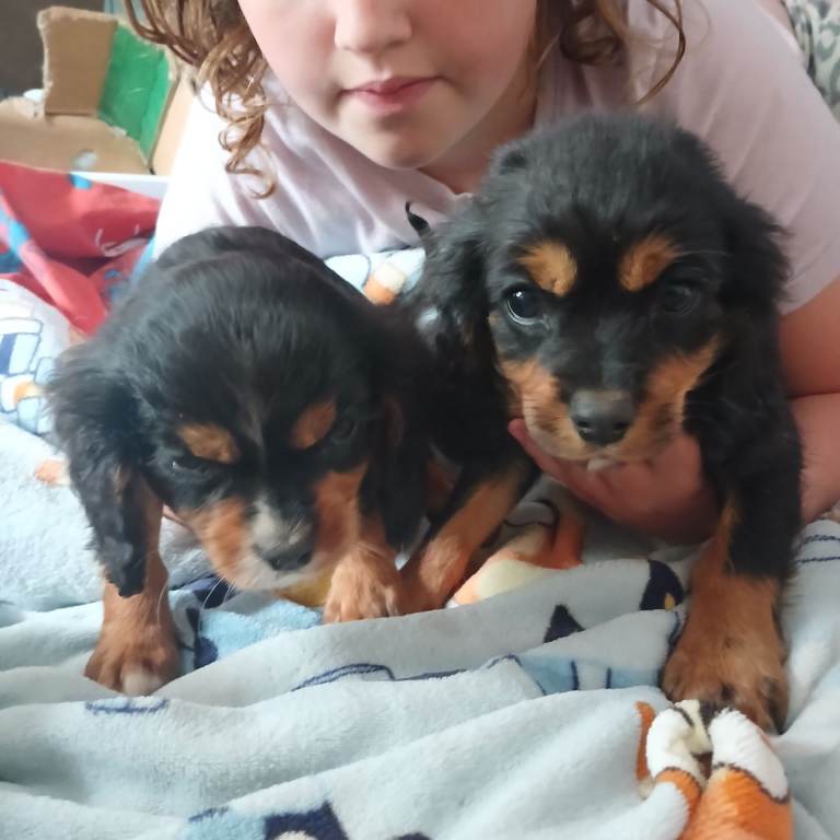 Cavalier king charles 