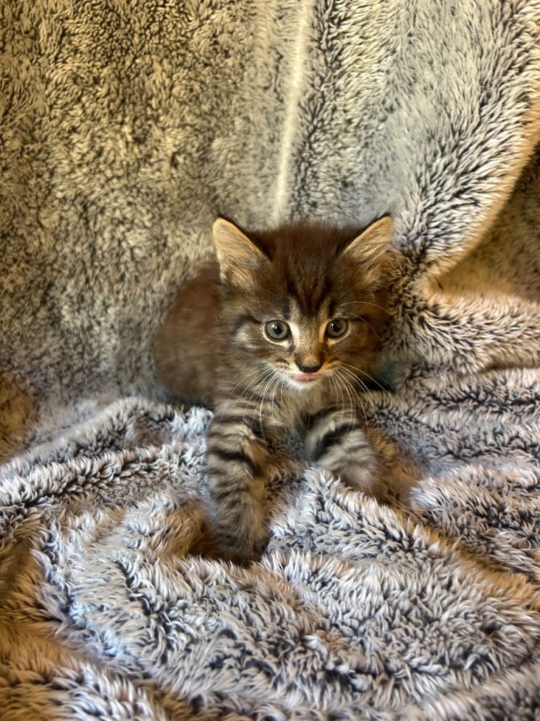 Tabby x Maine coon 