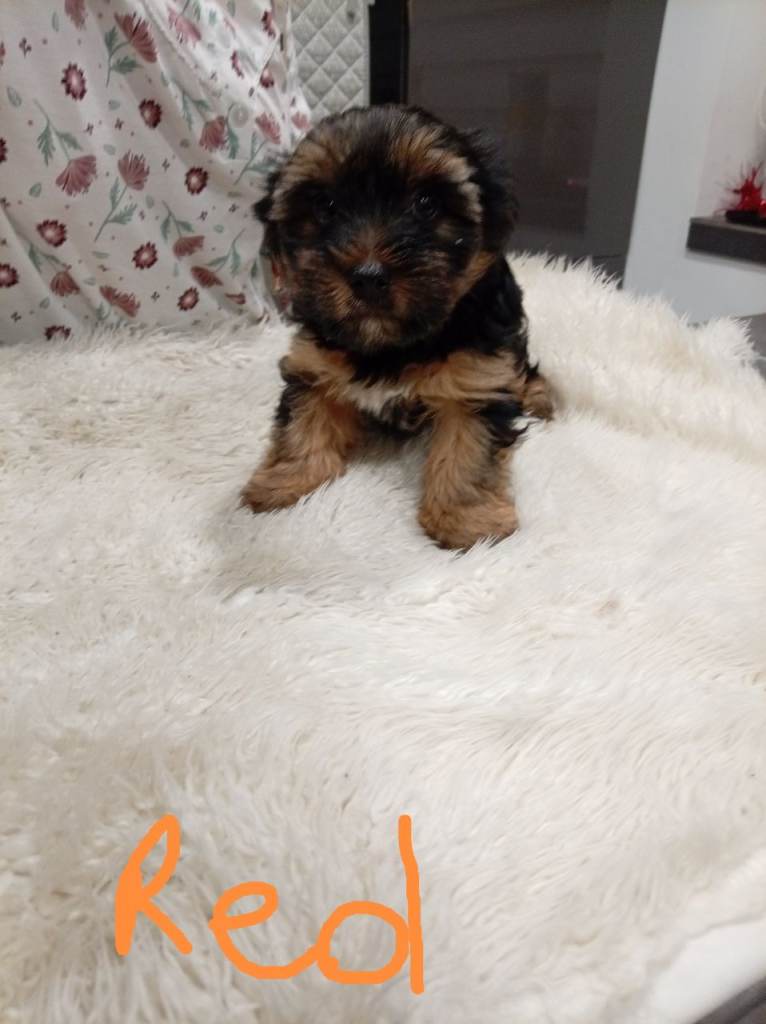 Two beautiful Yorkie boys