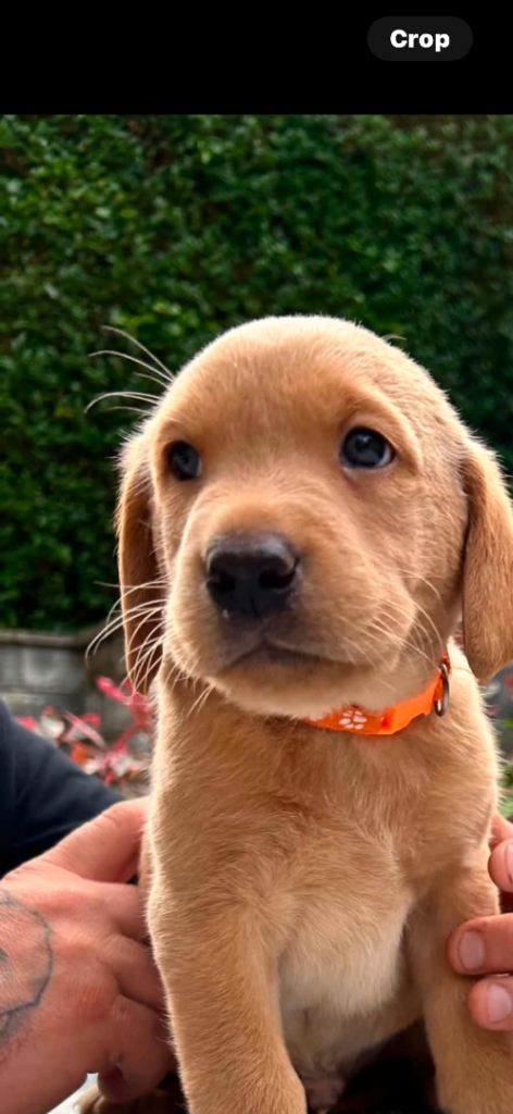 KC red fox Labrador puppies 