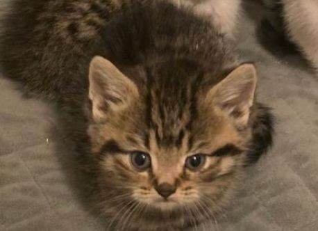 11 week kittens 