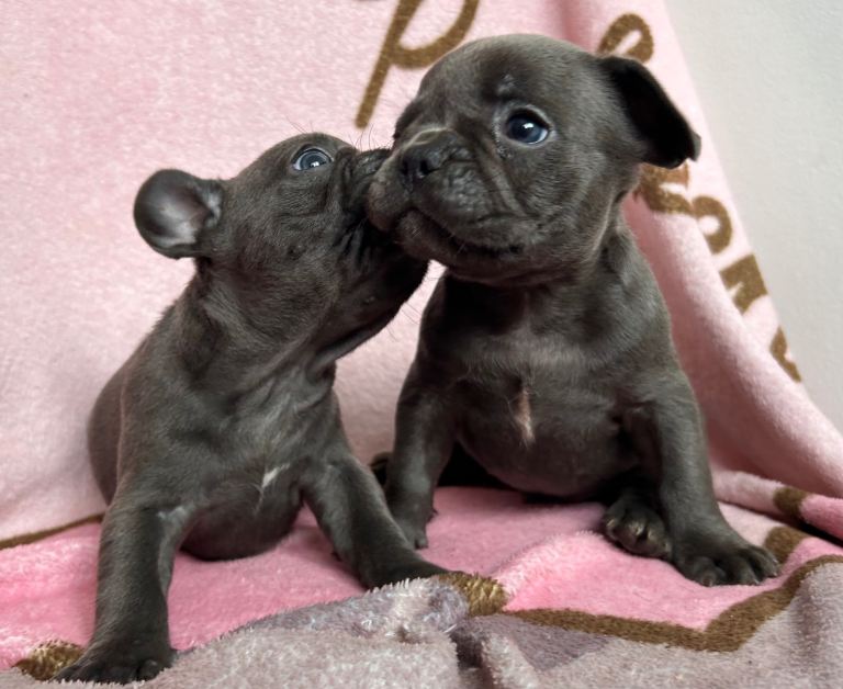 Blue French bulldog puppies 8 weeks old 