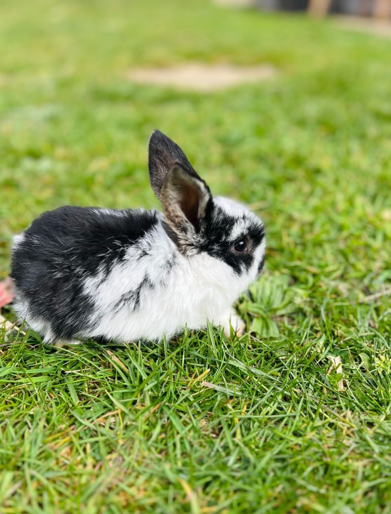 Small Lop Eared bunny for sale 